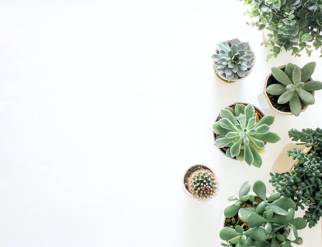 cultivar-suculentas-tendnecia-plantas
