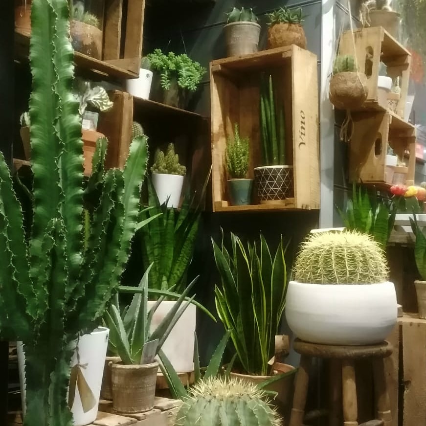Cactus y Crasas (2)