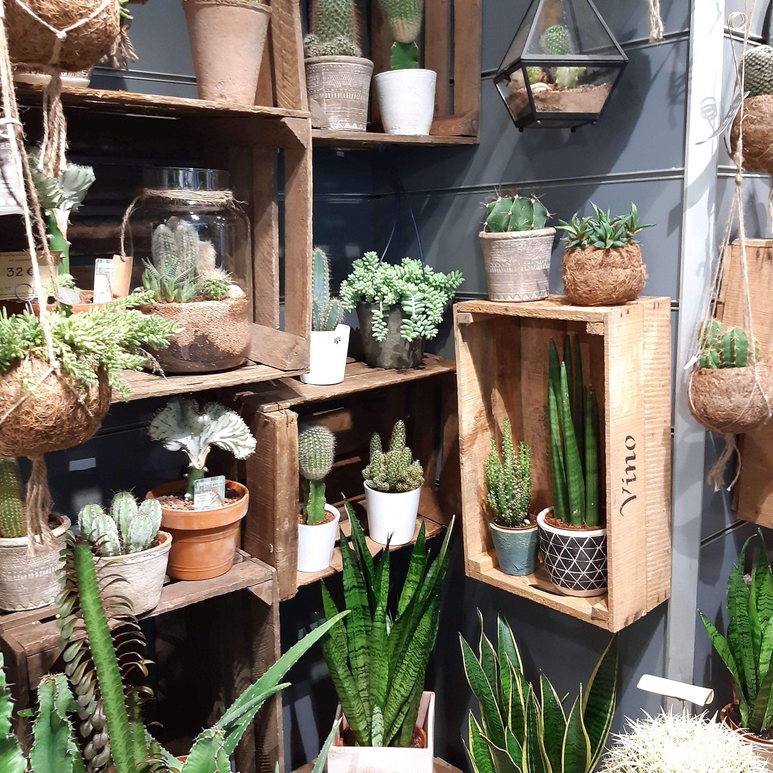 Cactus y Crasas (3)