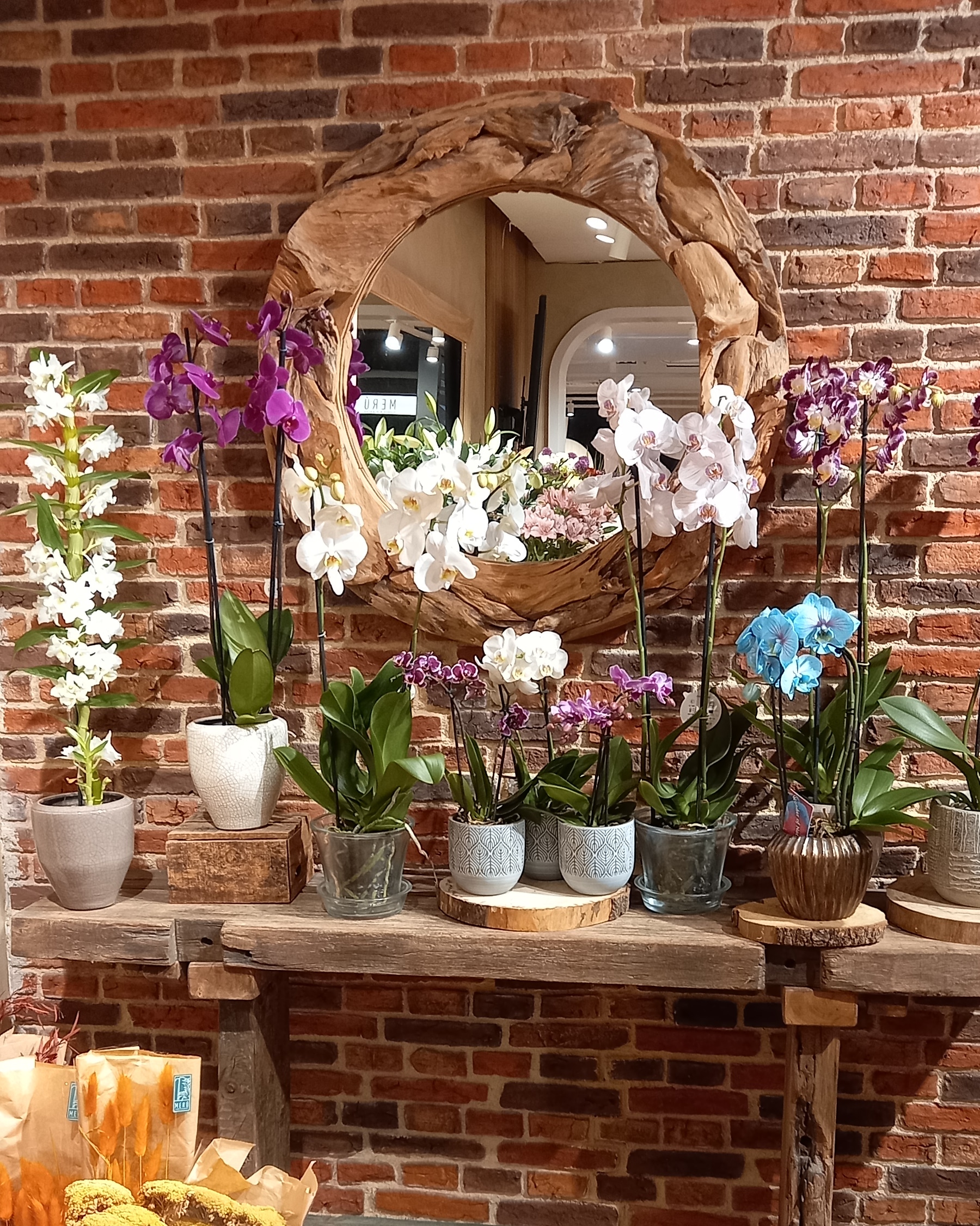 PLANTAS (1)