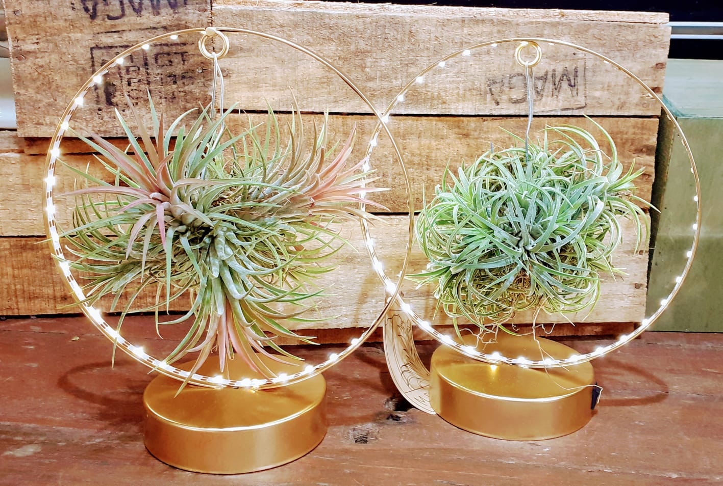 PLANTAS (11)