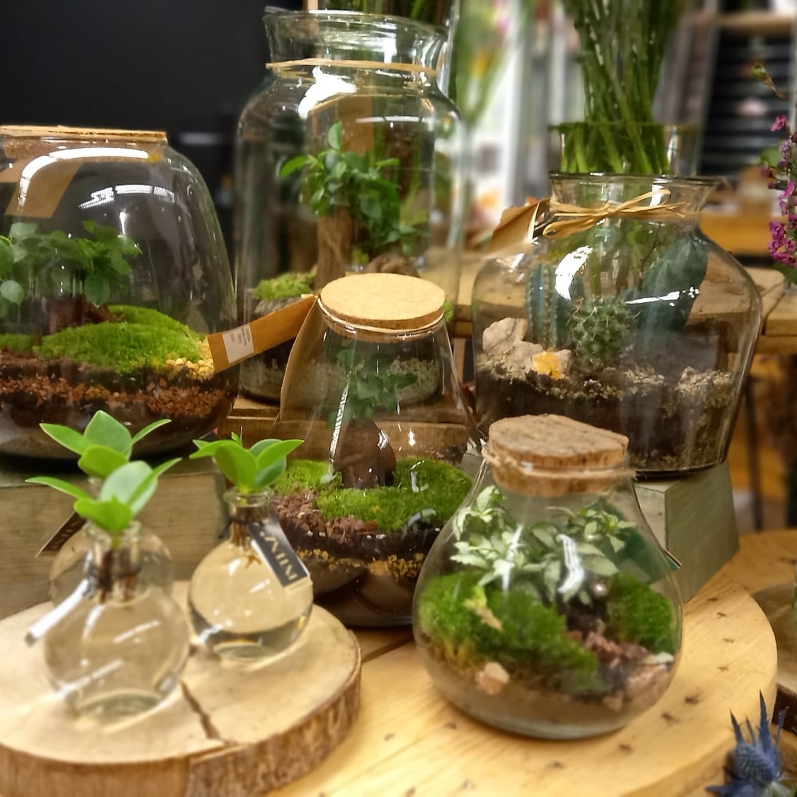 PLANTAS (13)