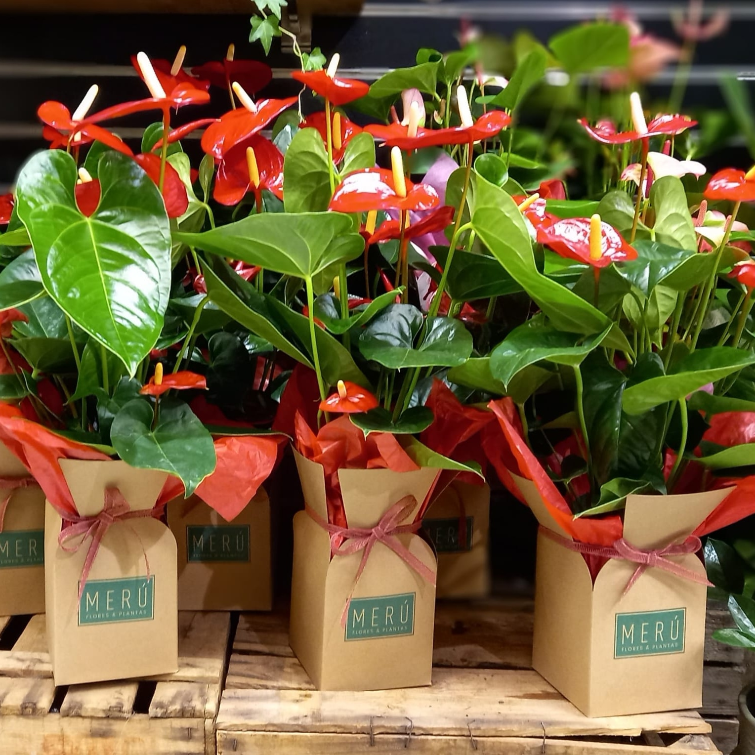 PLANTAS (14)