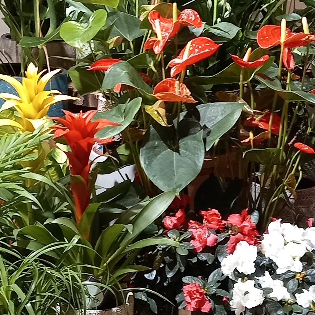PLANTAS (2)