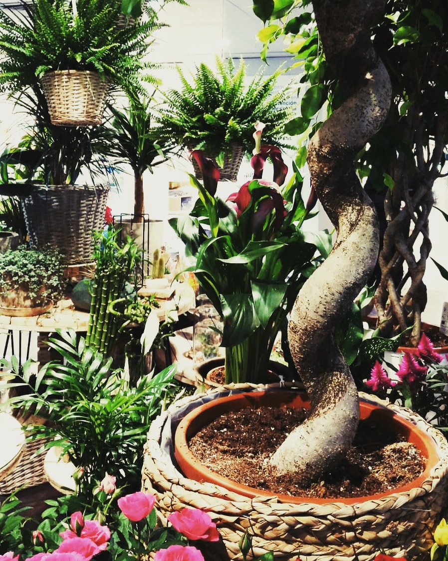PLANTAS (4)