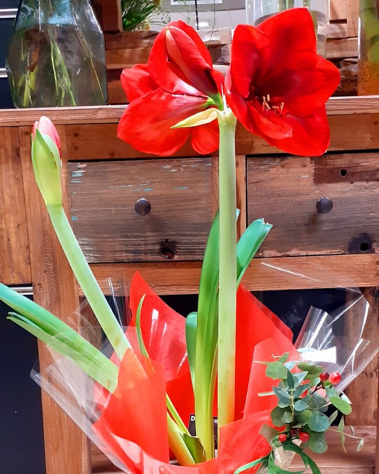 PLANTAS (5)