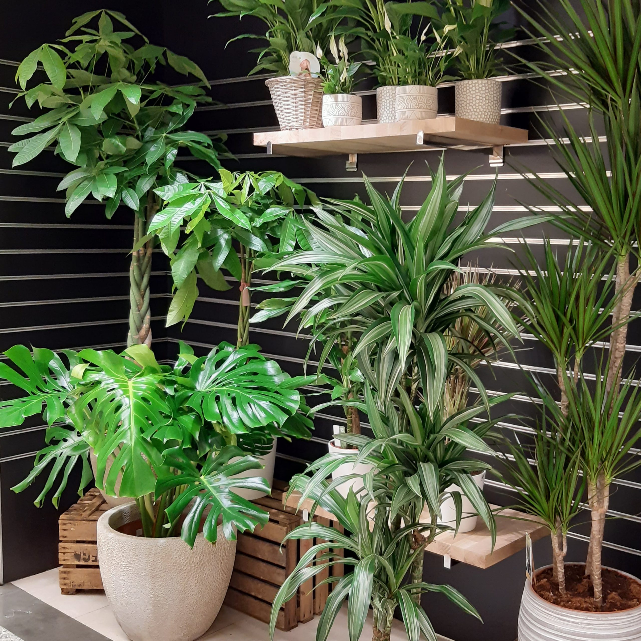 PLANTAS (6)