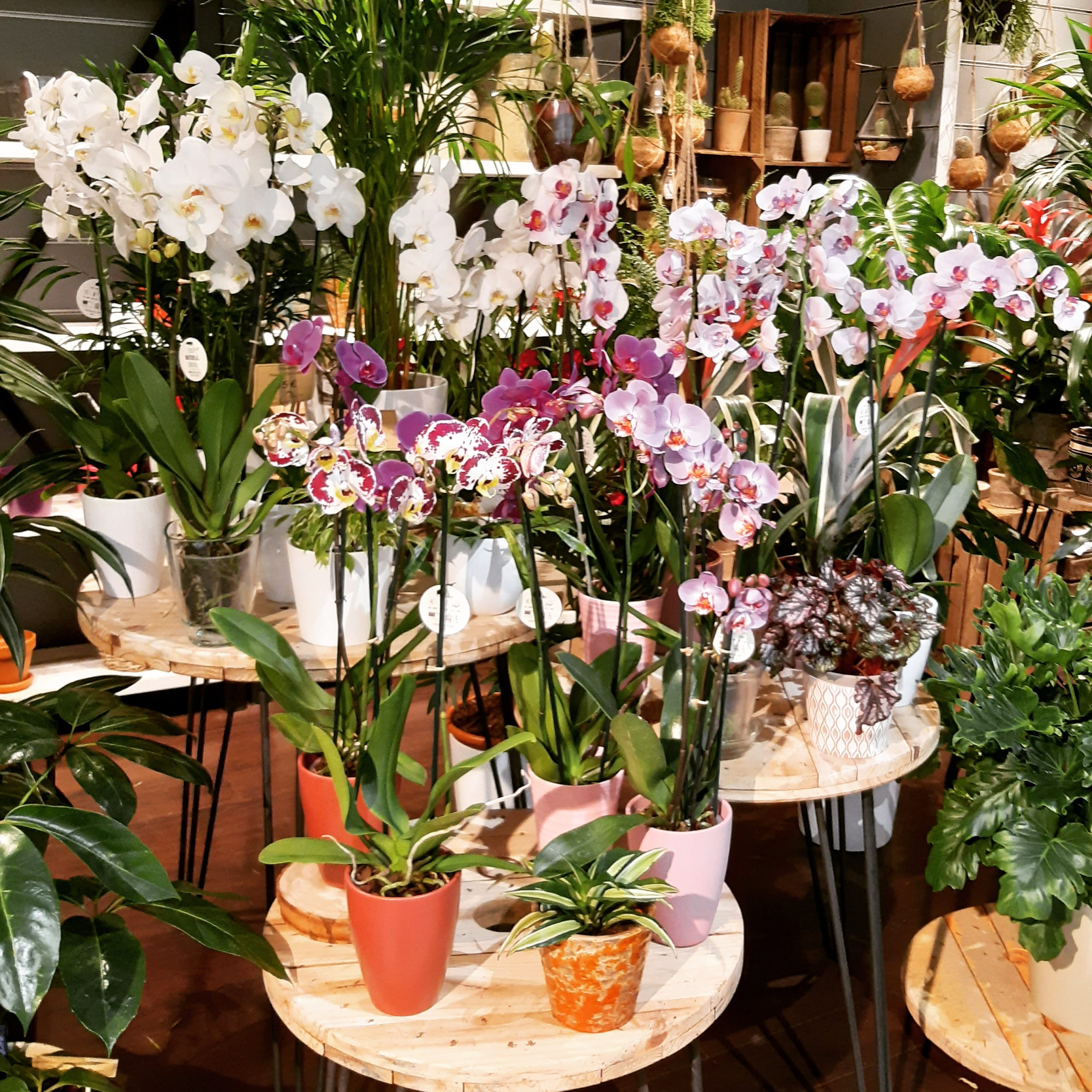 PLANTAS (7)