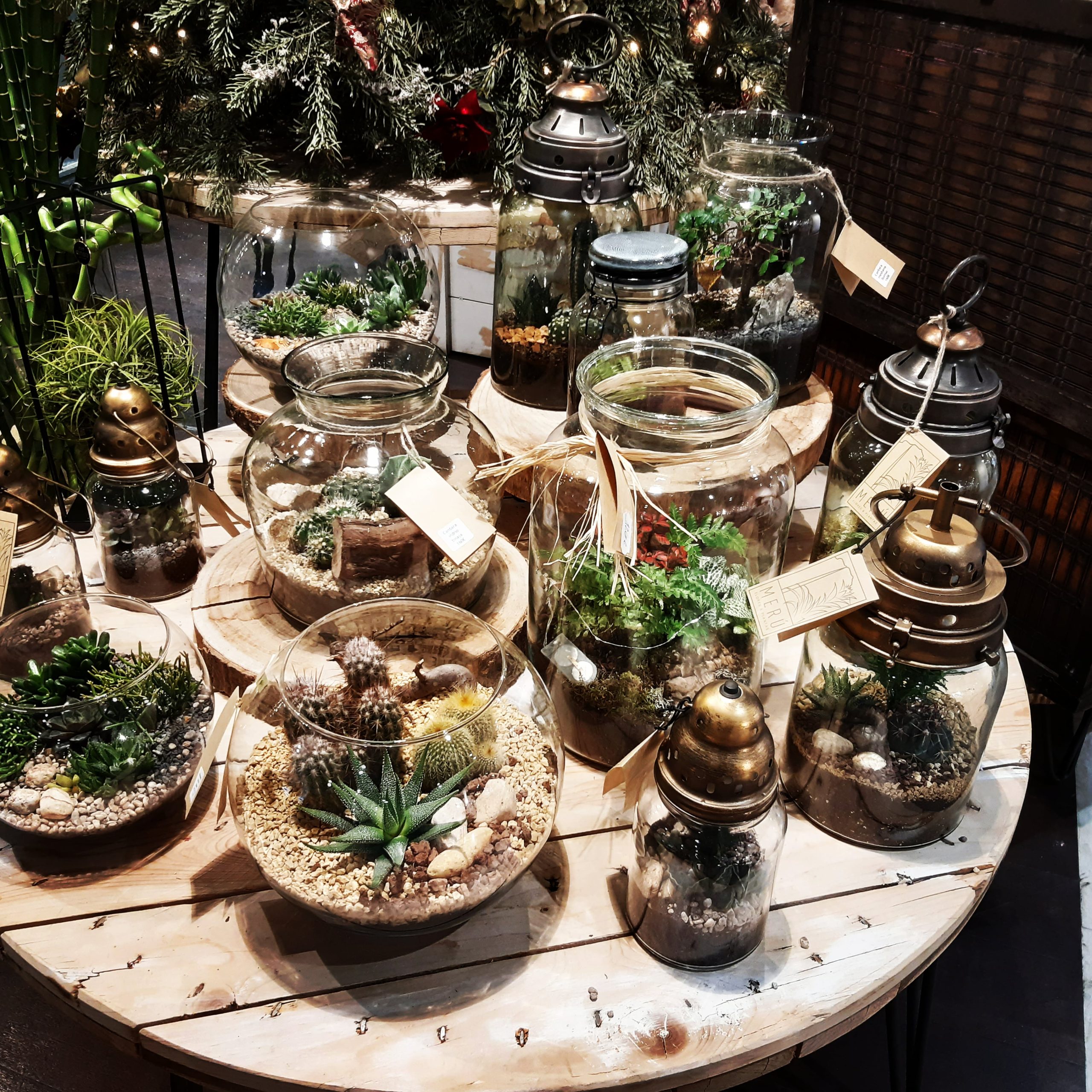 PLANTAS (8)