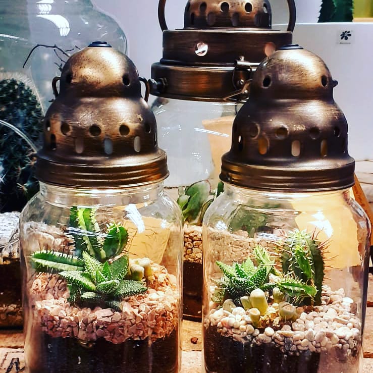 PLANTAS (9)