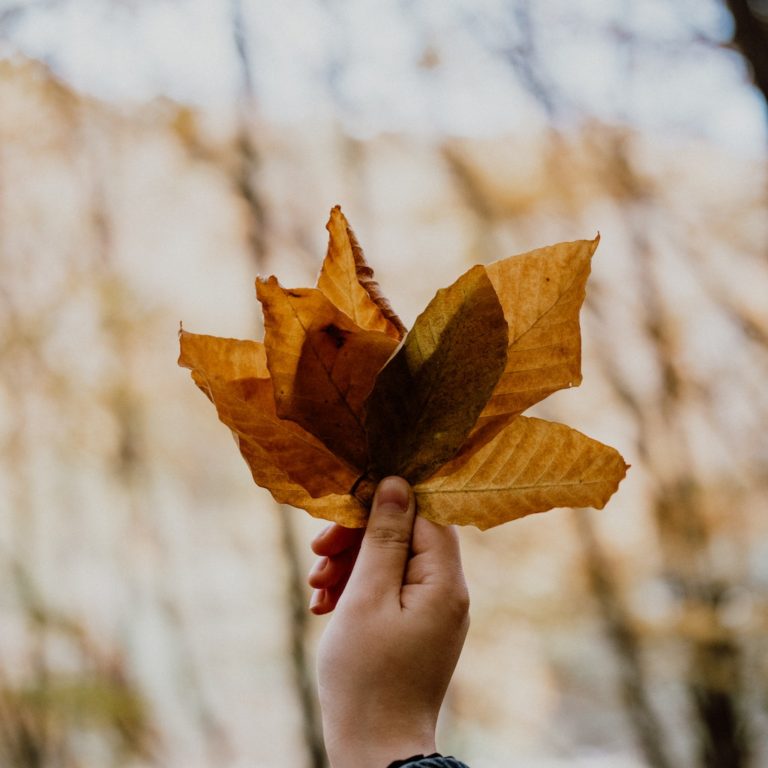 flores y plantas de otoño